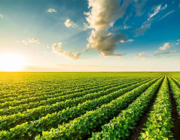 sun setting over soybean field
